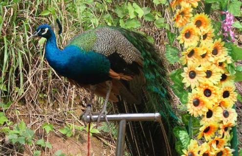 孔雀吃什么食物（孔雀吃什么食物?）