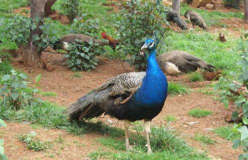 孔雀的养殖前景（孔雀养殖前景和效益）