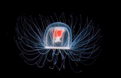 灯塔水母图片（灯塔水母图片真实）