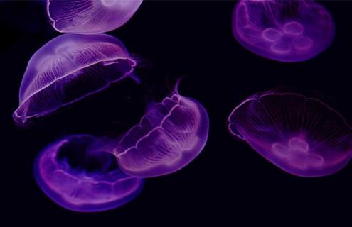 桃花水母图片（桃花水母图片粉红色）
