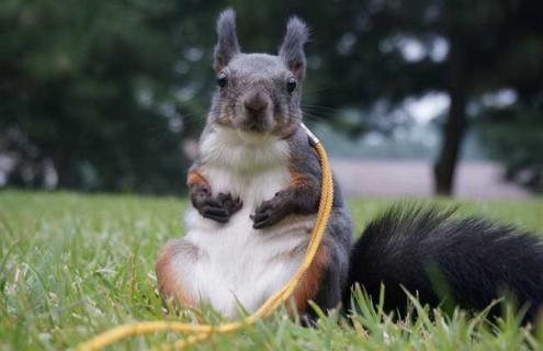 魔王松鼠怎么养 魔王松鼠怎么养亲人