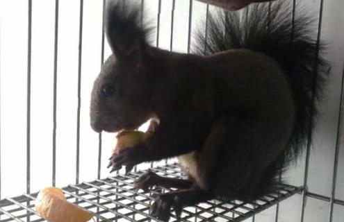 魔王松鼠怎么养