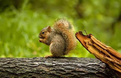 松鼠的生活习性（松鼠的生活特点是什么介绍60字）