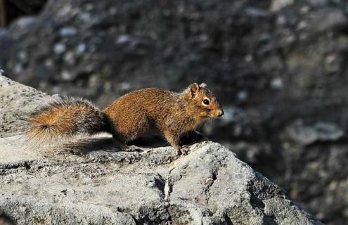 松鼠的寿命有多长（宠物松鼠一只多少元）