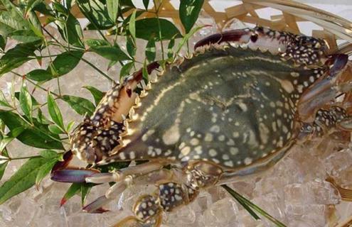 三疣梭子蟹图片 三疣梭子蟹图片实拍