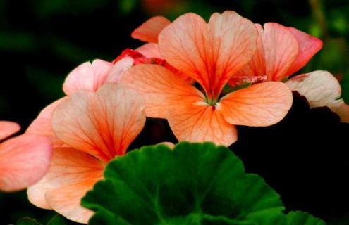 天竺葵种类图片 天竺葵种类图片大全