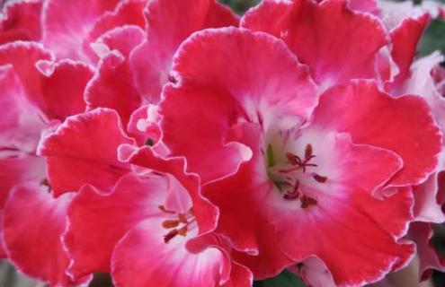 大花天竺葵图片 大花天竺葵品种图片