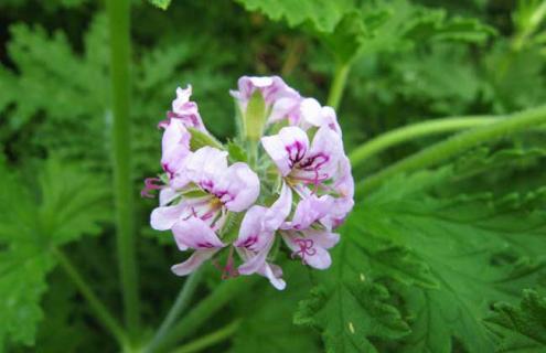 香叶天竺葵图片 香叶天竺葵图片 功效