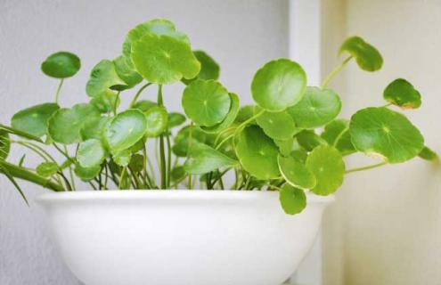 铜钱草种类图片 铜钱草介绍 百度百科