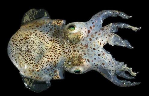 章鱼种类图片大全（章鱼种类图片大全集）
