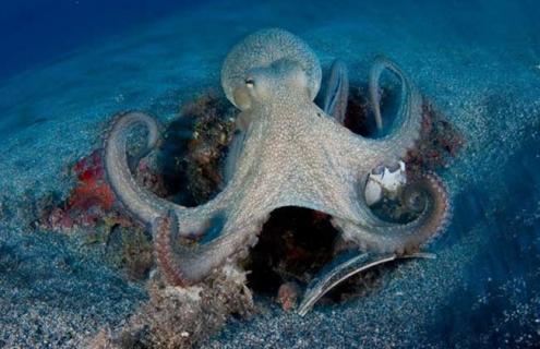 章鱼寿命有多长（章鱼寿命短）