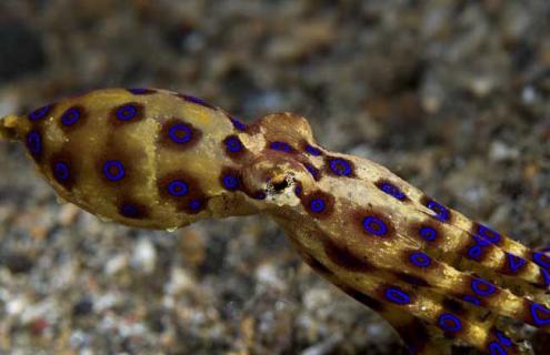 蓝环章鱼图片（蓝环章鱼图片大全）