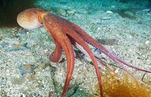 章鱼的天敌是什么（章鱼的天敌是什么呀）