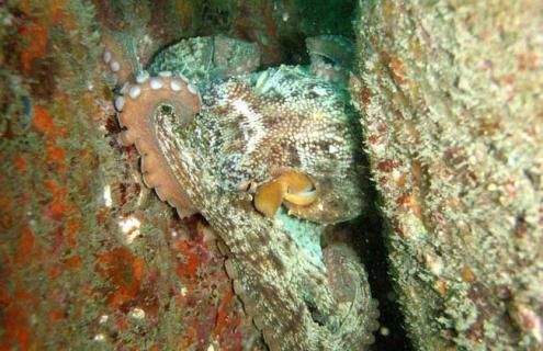 章鱼是什么动物 章鱼是什么动物类群