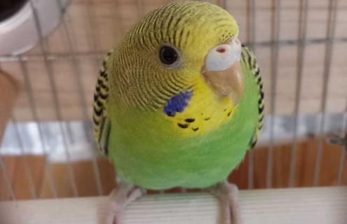 虎皮鹦鹉繁殖方法（虎皮鹦鹉繁殖方法）