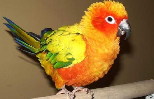 牡丹鹦鹉怎么分公母（牡丹鹦鹉怎么分公母最准确）