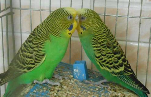 虎皮鹦鹉怎么养（虎皮鹦鹉怎么养才会认主人）