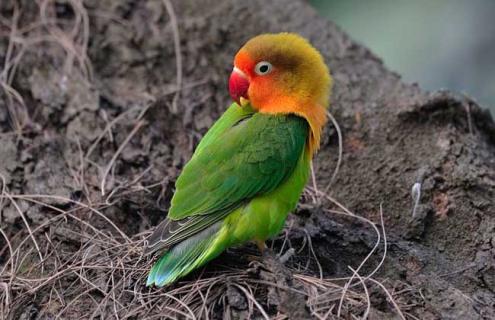 牡丹鹦鹉会说话吗（桃脸牡丹鹦鹉会说话吗）