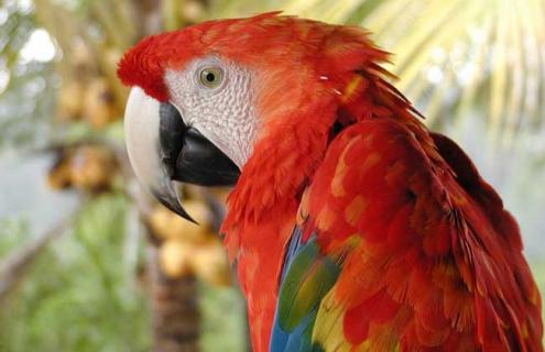 鹦鹉吃什么食物 鹦鹉吃什么水果蔬菜