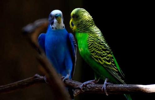 虎皮鹦鹉吃什么食物（虎皮鹦鹉吃什么食物繁殖快）