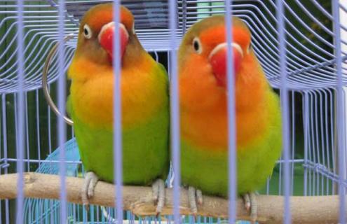 牡丹鹦鹉繁殖方法（牡丹鹦鹉繁殖方法及时间图片）