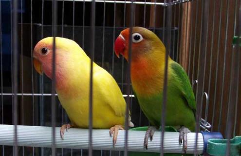 牡丹鹦鹉寿命多长（牡丹鹦鹉活多少岁）