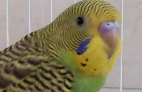 虎皮鹦鹉说话训练 虎皮鹦鹉说话训练录音