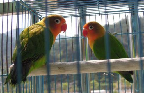 牡丹鹦鹉吃什么食物 绿桃牡丹鹦鹉吃什么食物