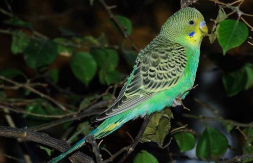 虎皮鹦鹉怕冷吗 虎皮鹦鹉怕冷吗多少温度合适