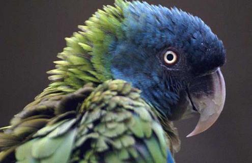 蓝头金刚鹦鹉图片（蓝头金刚鹦鹉图片高清）