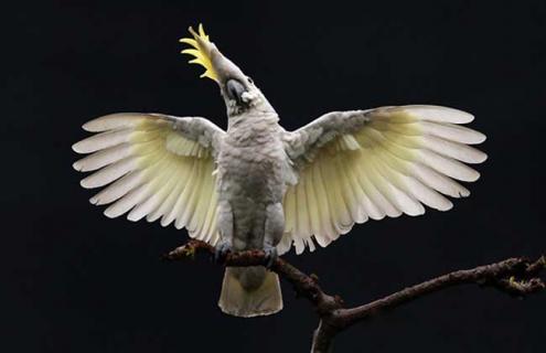 小葵花凤头鹦鹉图片 小葵花凤头鹦鹉指名亚种