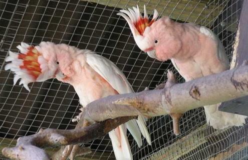 米切氏凤头鹦鹉图片（米切式凤头鹦鹉）