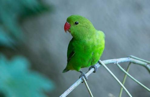 牡丹鹦鹉图片 绿金顶牡丹鹦鹉图片