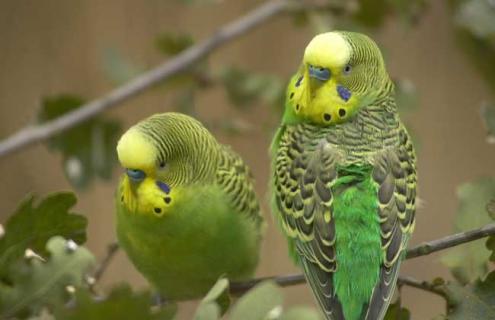 虎皮鹦鹉图片（珍珠虎皮鹦鹉图片）