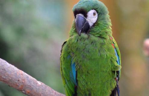 栗额金刚鹦鹉图片（栗额金刚鹦鹉优缺点）