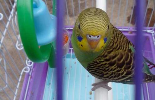 虎皮鹦鹉拉稀怎么办 虎皮鹦鹉拉稀怎么办吃什么药