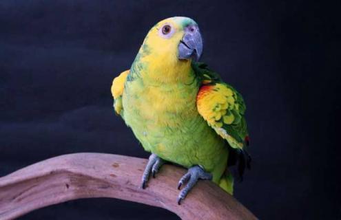 青绿顶亚马逊鹦鹉图片 青绿顶亚马逊鹦鹉什么价