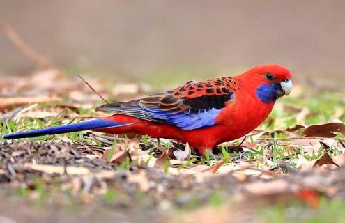 深红玫瑰鹦鹉怎么养 深红玫瑰鹦鹉怎么养活