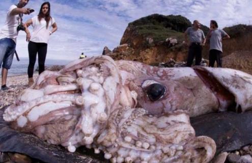 大王乌贼有多大 世界上最大的大王乌贼有多大