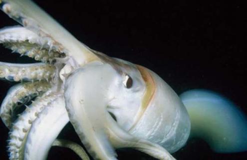 巨型乌贼有多大 蜥蜴