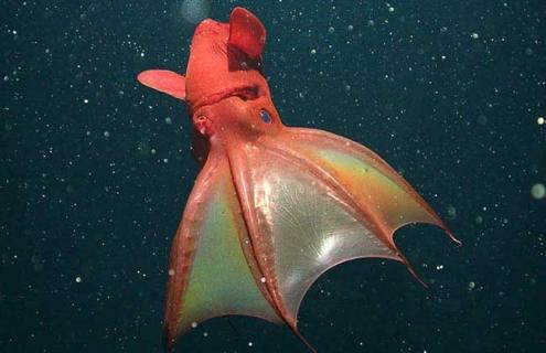 吸血鬼乌贼图片（吸血鬼乌贼图片 恐怖）