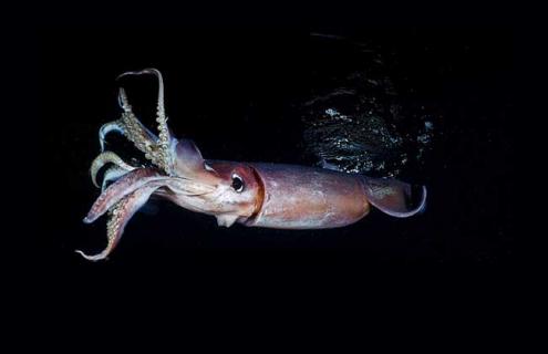 巨枪乌贼图片（巨枪乌贼图片大全抹香鲸）