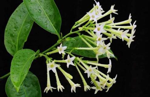 夜来香花图片（夜来香花图片及功效）