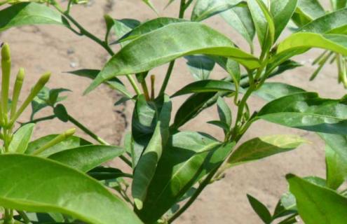 夜来香种类图片大全 夜来香图片 盆栽