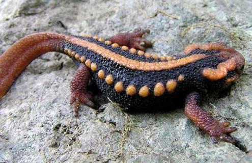 蝾螈怎么养最好 蝾螈怎么养最好活