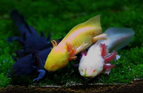 六角恐龙怎么养