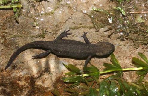 东方蝾螈吃什么食物 东方蝾螈吃啥