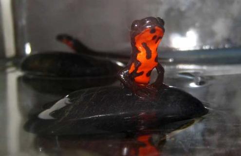 东方蝾螈怎么养 东方蝾螈怎么养视频