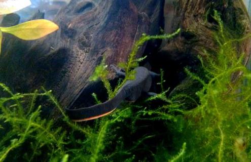 东方蝾螈有毒吗 东方蝾螈有毒吗可以拿手里玩吗