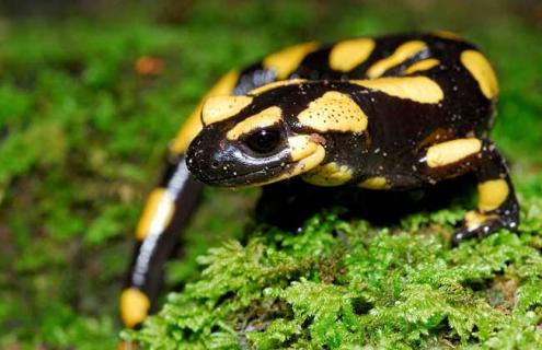 霸王蝾螈图片（霸王蝾螈图片 灭绝）